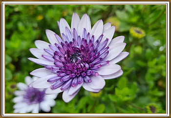 FRAMED FLOWERS, FLOWER, NATURE, FRAMED HD wallpaper