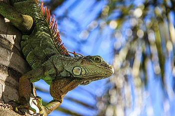 Animals, Reptile, Amphibian, Salamander HD wallpaper