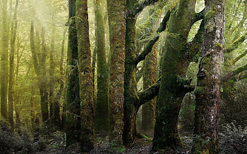 Nature, Trees, Forest, Old, Moss, Trunks, Bark, Ancient, Ancients HD wallpaper