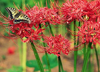 Swallowtail Butterfly, red flowers HD wallpaper