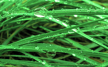 Water, Grass, Drops, Plant, Macro, Dew HD wallpaper