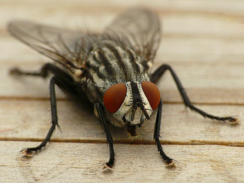 Macro, Eyes, Close-Up, Insect, Wings, Fly HD wallpaper
