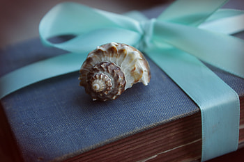 Miscellanea, Miscellaneous, Old, Bow, Gift, Present, Tape, Book, Shell HD wallpaper