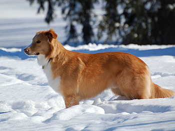 Animals, Snow, Dog, Brown, Puppy HD wallpaper