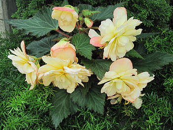 Flowers on a walking day 53, graphy, yellow, green, Flowers, garden HD wallpaper