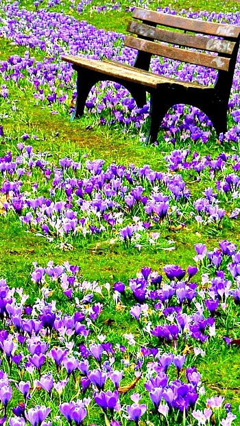 Spring Flowers, Purple Flowers, Garden HD phone wallpaper