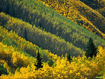 Amazing forest, landscape, forest, field, tree HD wallpaper