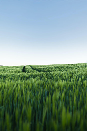 Nature, Grass, Sky, Road, Field HD phone wallpaper