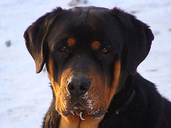 Animals, Dog, Sadness, Sight, Opinion, Sorrow, Rottweiler HD wallpaper
