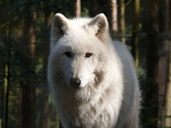 Beautiful White wolf, dogs, others, wolf, animals HD wallpaper