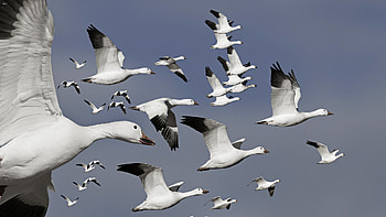 Goose , Breathtaking beauty, Feathered marvels, Nature's gift HD wallpaper
