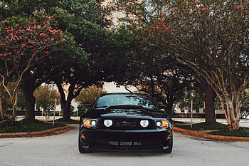 Sports, Trees, Cars, Front View, Sports Car, Ford Mustang HD wallpaper