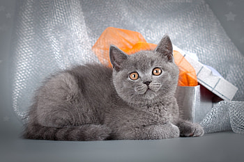 Cat, animal, eyes, black HD wallpaper
