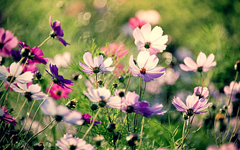 Flowers, Grass, Macro, Glare, Multicolored, Motley, Field HD wallpaper