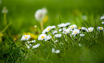 Meadow, small white daisy, green grass HD wallpaper