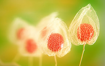 Mystic bouquet, still life, bouquet, pretty, flower, nature HD wallpaper