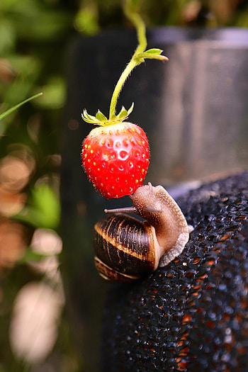 Strawberry, Macro, Berry, Fruit, Snail HD phone wallpaper