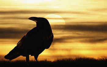 Animals, Birds, Crows HD wallpaper