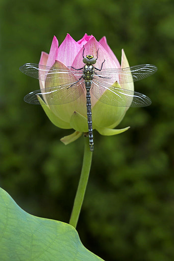 Lotus and dragonfly, Dragonflies HD phone wallpaper