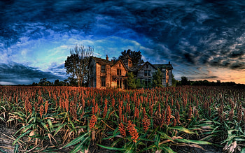 Edge Wood Farm, blue, farm, wood, edge HD wallpaper