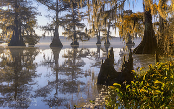 Lake Fausse, Cypress Tree HD wallpaper