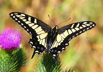 Anise beauty, wings, butterfly, flower, anise, swallowtail, yellow and black HD wallpaper