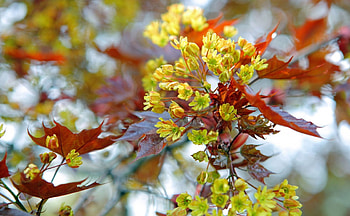 Spring, branch, yellow, flower, red, autumn, orange HD wallpaper