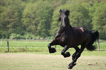 Pure Strenght, horses, dutch horse, animals, friesians, holland, friesland, netherlands HD wallpaper