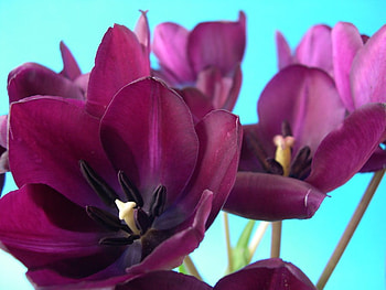Violet Beauty, purple, flowers, dark, violet HD wallpaper
