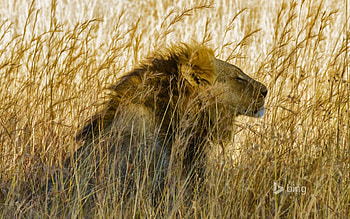 African lion, Lion, Male, , African HD wallpaper