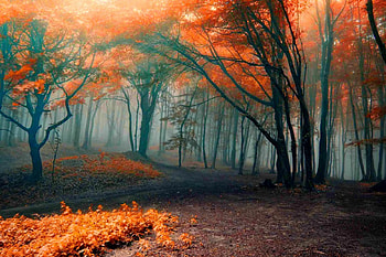 Autumn forest, path, fall, beautiful, orange, nice, mist, falling, leaves, branches, trees, autumn, nature, lovely, forest, colros, foliage HD wallpaper