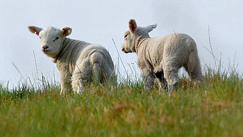 Animals, Grass, Sheep, Together HD wallpaper