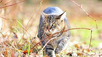 Animals, Cats HD wallpaper