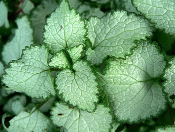 Green-Leaves, cool, leaves, , green HD wallpaper