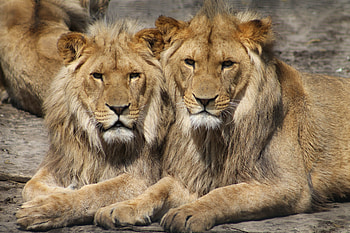 Animals, Lions, Predators, Couple, Pair HD wallpaper