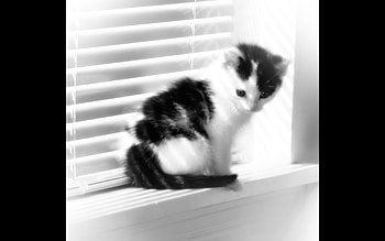 Fuzzy Window Kitten, kitten, window, black and white, fuzzy, sun HD wallpaper