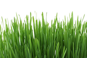 Close-up of vibrant green grass against a white backdrop, ideal for background use. HD wallpaper