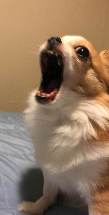 Perro gritando xd, Perros, random HD phone wallpaper