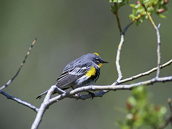 Cute Bird, cute, beautiful, bird HD wallpaper