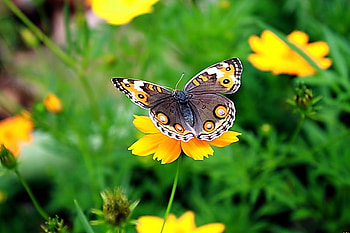 Cute Butterfly, butterfly, yellow, flower, bright, cute, beautiful HD wallpaper