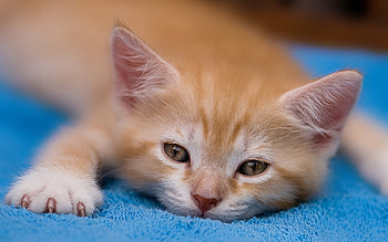 Animals, Cats HD wallpaper