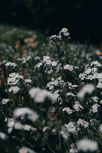 Plants, Flowers, Field, Wild HD phone wallpaper