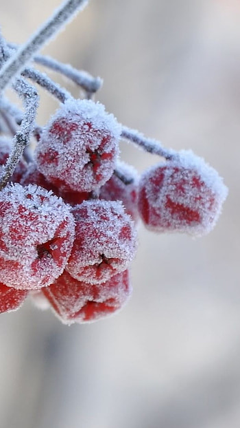 H D, Frozen Berries, frozen, berries HD phone wallpaper