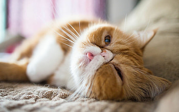Persian cat , Beautiful cat , Stunning feline art, Captivating background HD wallpaper
