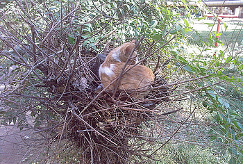 cat in the nest, birds, unusual, animals, cat, three, nest HD wallpaper