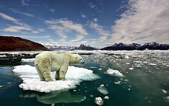 Animals, Ice, Snow, Bear, Cold, Polar Bear HD wallpaper