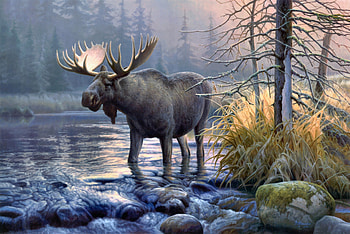 Moose, Ultra marvel, Majestic moose, Nature's grace HD wallpaper