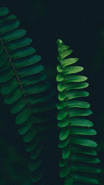Leaves, Plant, Macro, Fern, Branch HD phone wallpaper