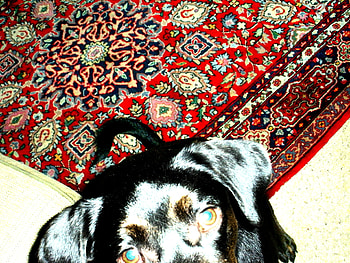 Just The Eyes, black, red, dogs, eyes, ornate rugs HD wallpaper