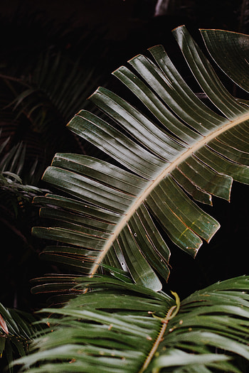 Leaves, Plant, Macro, Palm HD phone wallpaper